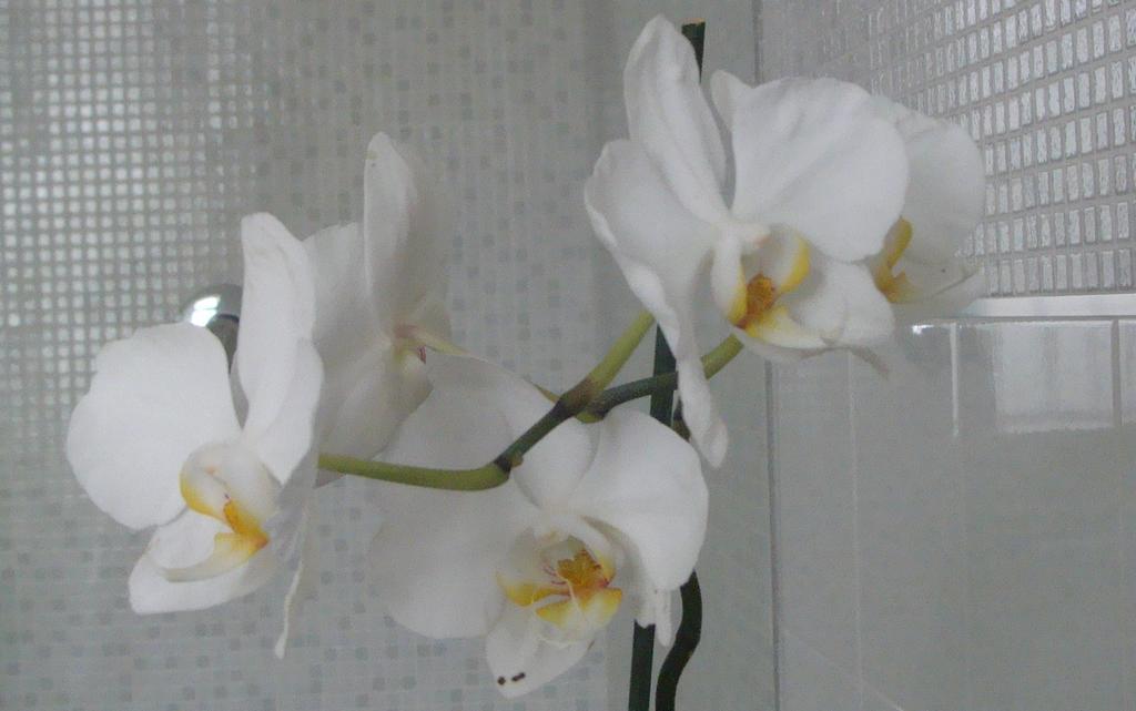 Gianduja B&B Turin Phòng bức ảnh